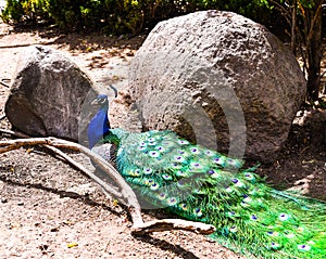 Beautiful peacock lies on stones with open tail