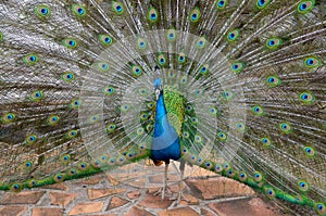 Beautiful peacock with long colorful tail and feathers close up.Pavo cristatus with colorful plumage.