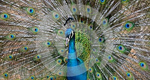 Beautiful peacock with long colorful tail and feathers close up.Pavo cristatus with colorful plumage.