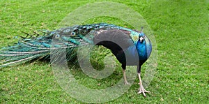 Beautiful peacock with long colorful tail and feathers walking in the garden.Pavo cristatus with colorful plumage.