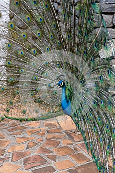 Beautiful peacock with long colorful tail and feathers walks in the garden.Pavo cristatus with colorful plumage.