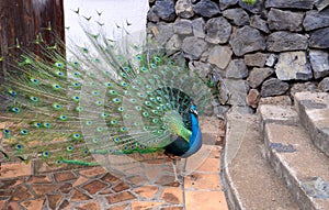 Beautiful peacock with long colorful tail and feathers walks in the garden.Pavo cristatus with colorful plumage.