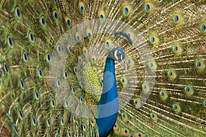 The beautiful peacock look at the camera