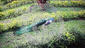 Beautiful peacock male on the green grass in hot summer day. 1920x1080