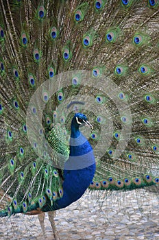 A beautiful peacock, natural life perfect colors