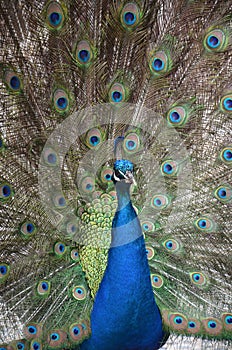 A beautiful peacock, natural life perfect colors