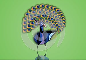 Beautiful peacock with open tail illustration