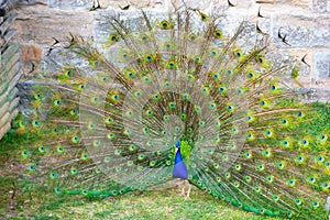 Peacock opened its great beautiful tail in biopark. Beautiful peafowl in zoological garden photo