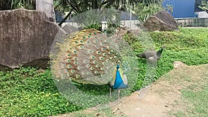 Beautiful Peacock opening feathers. Parque Pedra da Cebola, Vitoria, Espirito Santo.