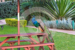 A beautiful peacock in park Aberdare. Kenya, Africa