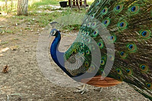 Beautiful peacock portrait, male peacock displaying his tail feathers