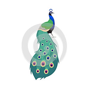 Beautiful peacock with put down amazing tail, bird with ornamental feathers, decorative plumage vector exotic peafowl