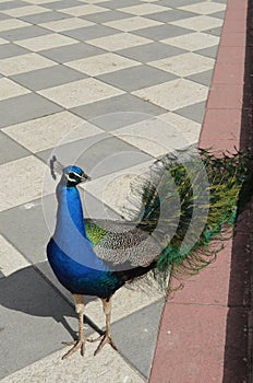 Beautiful peacock in Retiro park, Madrid