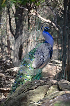 An Beautiful peacock in a sardinian zoo photo