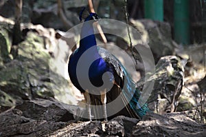 An Beautiful peacock in a sardinian zoo photo