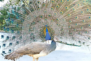 Beautiful peacock showing its fan