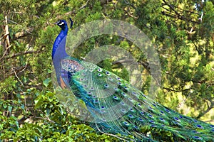 Beautiful peacock sitting in the tree, Spain