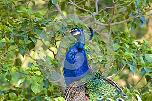 Beautiful peacock sitting in the tree, Spain