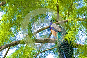 Beautiful peacock sitting in the tree, Spain