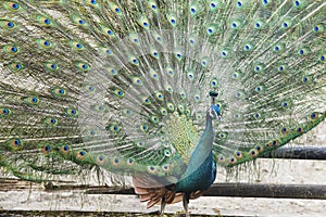 Beautiful peacock spreading his colorful feathers