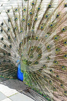 Beautiful peacock spreading tail-feathers