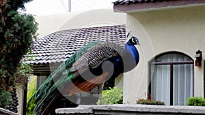 Beautiful peacock standing on a fence in front of a house