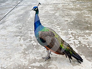 Beautiful peacock standing in the garden.