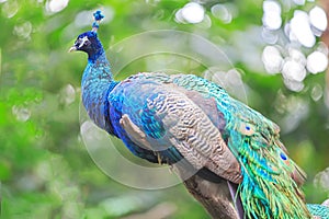 Beautiful peacock standing on the tree