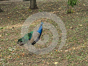 A beautiful peacock strolls through its territory