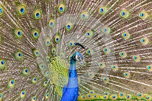 Beautiful peacock tail of disclosed.