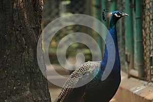 Beautiful Peacock at VOC Park