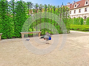 A beautiful peacock in the Waldstein Garden in Prague in the Czech Republic