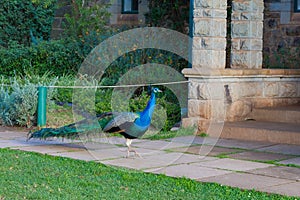 Beautiful peacock walking in Aberdare. Kenya, Africa