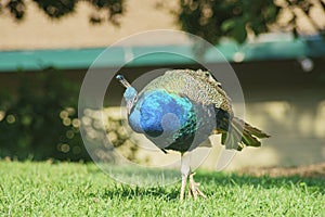 Beautiful peacock walking around