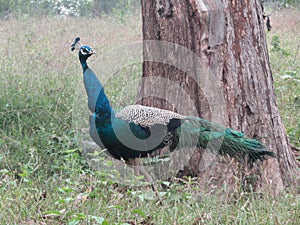 Beautiful peacock walking in forest