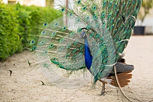 Beautiful peacock walking freely in park Pavo cristatus