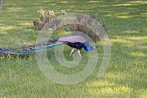 Beautiful peacock walking on the lawn