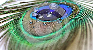 Beautiful Peacock wing with water dropswallpaper