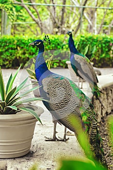 Beautiful peacocks with blue and green