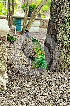 Beautiful peacocks with blue and green