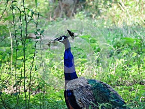 Peacock In a Garden photo