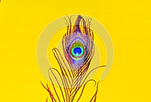 beautiful peacocks tail,feather of peacock,close up view of Bird tail,bird tail on yellow background,text written space