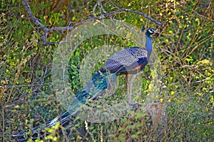 Beautiful peafowl  in National Park Yala, SriLanka, Asia.