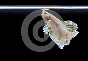 Beautiful pearl color betta fish breathe on the water surface