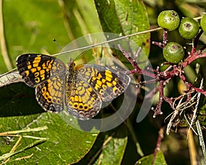 A beautiful pearl crescent butterfly.