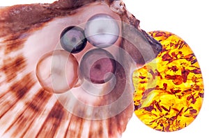 Beautiful pearl in the shell with amber