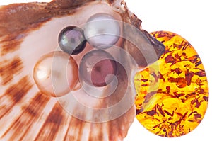 Beautiful pearl in the shell with amber