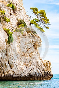 Beautiful pebble beach surrounded by high massive white limestone rocky cliffs eroded by Adriatic sea waves and wind. Green Aleppo