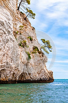 Beautiful pebble beach surrounded by high massive white limestone rocky cliffs eroded by Adriatic sea waves and wind. Green Aleppo