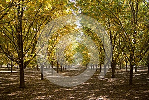 Beautiful Pecan tree orchard during autumn